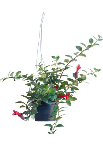 Videolu Kırmızı Ruj Çiçeği Sarmaşık 1 Adet Saksılı 20-40CM Iç-Dış Mekan Bitkisi (Aeschynanthus)