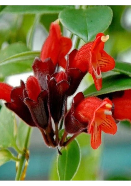 Videolu Kırmızı Ruj Çiçeği Sarmaşık 1 Adet Saksılı 20-40CM Iç-Dış Mekan Bitkisi (Aeschynanthus)