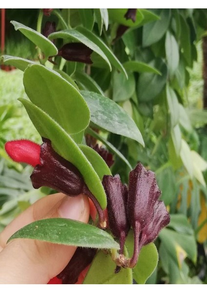 Videolu Kırmızı Ruj Çiçeği Sarmaşık 1 Adet Saksılı 20-40CM Iç-Dış Mekan Bitkisi (Aeschynanthus)