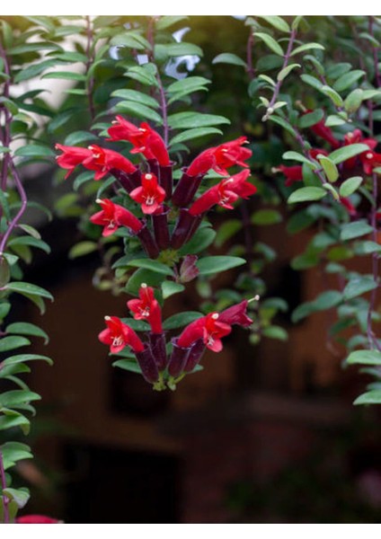 Videolu Kırmızı Ruj Çiçeği Sarmaşık 1 Adet Saksılı 20-40CM Iç-Dış Mekan Bitkisi (Aeschynanthus)