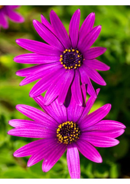 Videolu Koyu Pembe Bodrum Papatyası 1 Adet Saksılı 20-40 cm (Osteospermum Ecklonis)