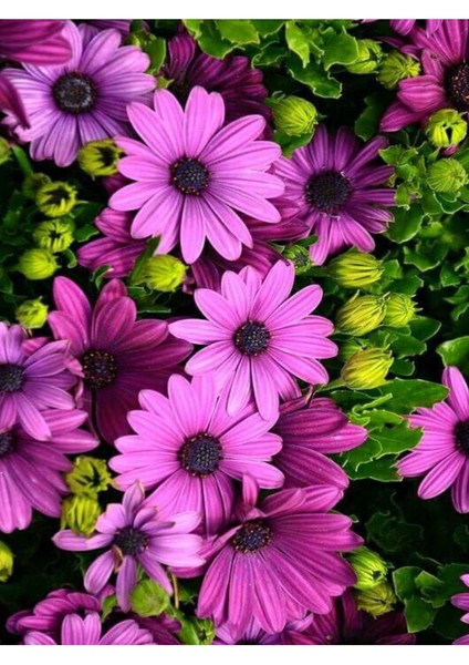 Videolu Koyu Pembe Bodrum Papatyası 1 Adet Saksılı 20-40 cm (Osteospermum Ecklonis)