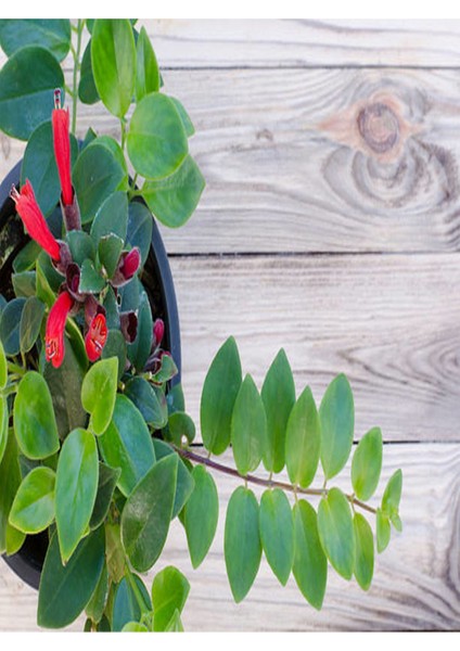 Ruj Çiçeği Aeschynanthus Sarmaşığı Ev Bitkisi Balkon Sarmaşığı Iç Mekan Bitkisi