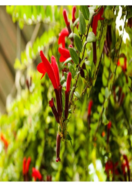 Ruj Çiçeği Aeschynanthus Sarmaşığı Ev Bitkisi Balkon Sarmaşığı Iç Mekan Bitkisi fiyatları