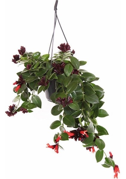 Ruj Çiçeği Aeschynanthus Sarmaşığı Ev Bitkisi Balkon Sarmaşığı Iç Mekan Bitkisi modelleri