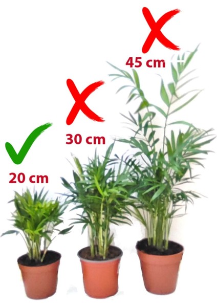 Chamaedorea Elegans Dağ Palmiyesi fiyatları
