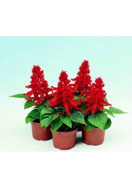 Ateş Çiçeği (Salvia Splendens) Saksılı Canlı (Tohum Değildir Saksılı)