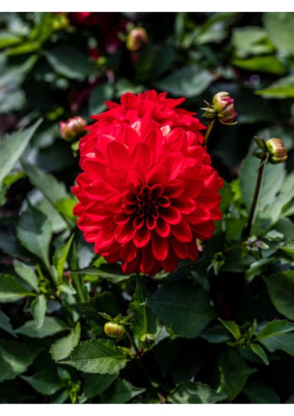 Videolu Kırmızı Dahlia Yıldız Çiçeği Fidanı 1 Adet Saksılı 20- 40 cm İç/Dış Mekan Bitkisi(Dahlia)