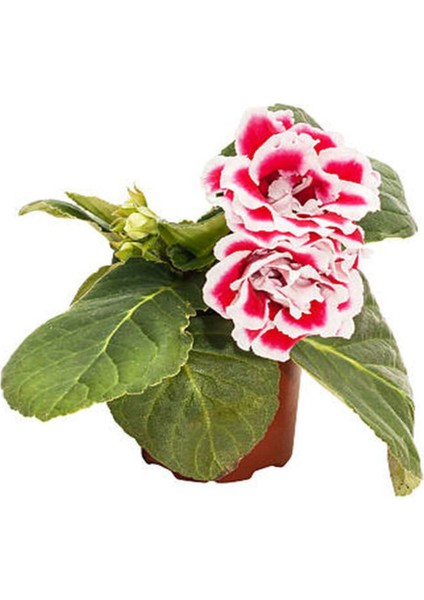 Videolu Bardak Menekşesi Pembe-Beyaz Çiçekli 1 Adet Saksılı 10-20CM Salon Teras Bitkisi ( Gloxinia)