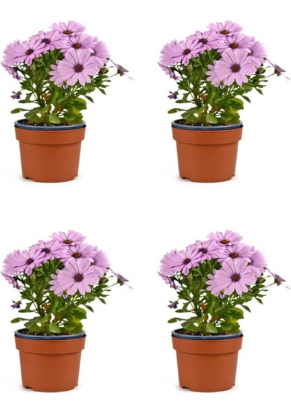 Videolu Pembe Bodrum Papatyası Çiçeği Fidanı Saksılı 4 Adet Saksılı 20-40 cm (Bodrum Daisy)