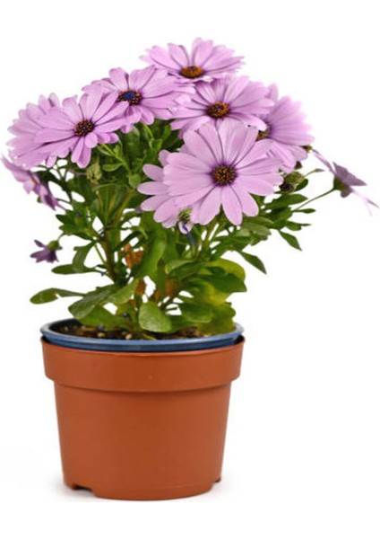 Videolu Pembe Bodrum Papatyası Çiçeği Fidanı Saksılı 4 Adet Saksılı 20-40 cm (Bodrum Daisy)