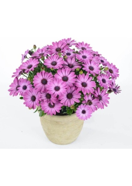 Videolu Pembe Bodrum Papatyası Çiçeği Fidanı Saksılı 4 Adet Saksılı 20-40 cm (Bodrum Daisy)