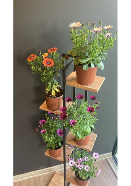 Videolu Bodrum Papatyası Beyaz Mor Pembe Kırmızı Turuncu 5 Adet 15-40 cm Tüplü Dış Mekan (Colorful)
