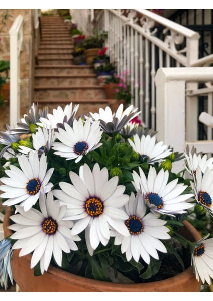 Videolu Bodrum Papatyası Beyaz Mor Pembe Kırmızı Turuncu 5 Adet 15-40 cm Tüplü Dış Mekan (Colorful)