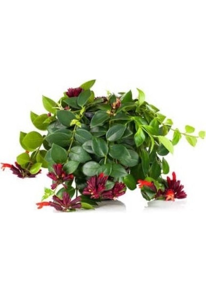 Ruj Çiçeği, Askıda Aeschynanthus Sarmaşığı Sarmaşık