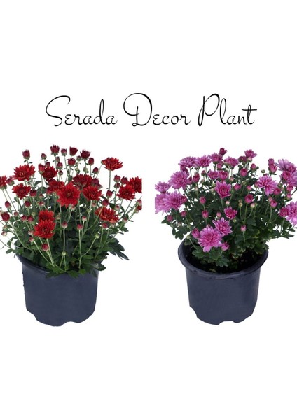 Kasımpatı Kırmızı-Pembe 2 Adet Set6 Saksıda Krizantem(Chrysanthemum)Iç Mekan