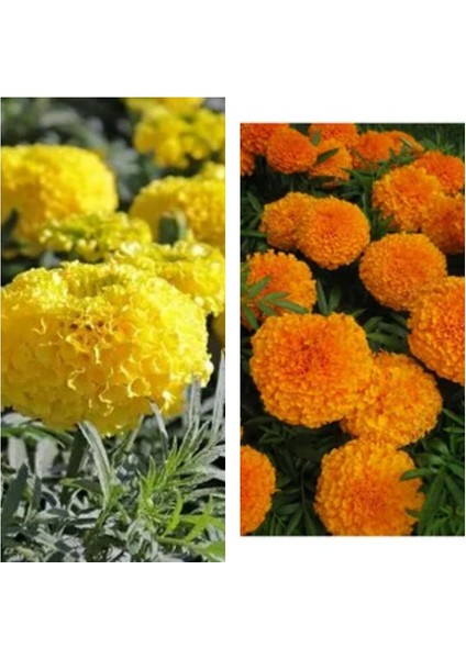 Videolu 30'lu Karışık Renk Kadife Çiçeği Fidesi 5-15 cm Tüplü Çiçekli Bodur Bitkiler Marigold