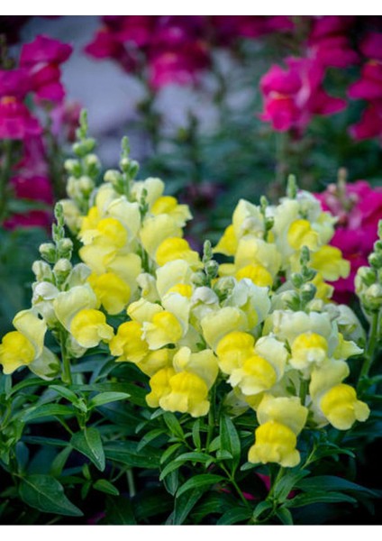 Videolu Sarı Renk Aslan Ağzı Çiçeği Fidesi 1 Adet Saksılı/ Tüplü 5-15CM (Antirrihinum)