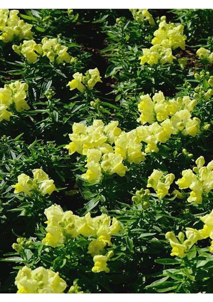 Videolu Sarı Renk Aslan Ağzı Çiçeği Fidesi 1 Adet Saksılı/ Tüplü 5-15CM (Antirrihinum) fiyatları