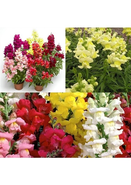 Videolu Sarı Renk Aslan Ağzı Çiçeği Fidesi 1 Adet Saksılı/ Tüplü 5-15CM (Antirrihinum) modelleri