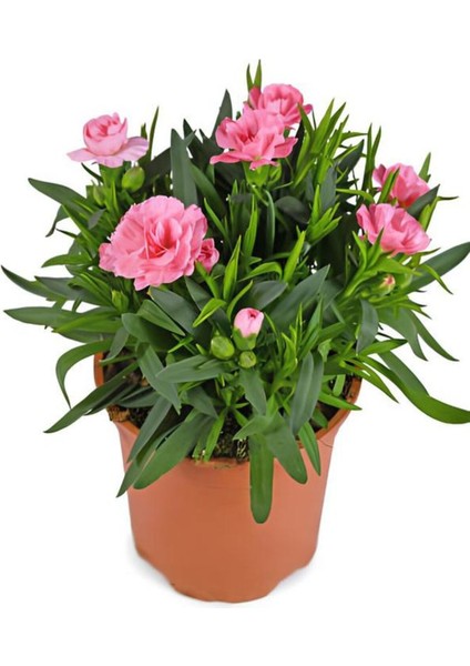Pembe Karanfil(10-30 Cm)+ Pembe PETUNYA(10-30CM)+ Curf (2lt)
