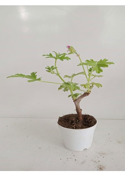 3'lü Mini Mine Çiçeği Seti 1 Adet Koyu Mor +1 Adet Alacalı Mor +1 Adet Koyu Pembe