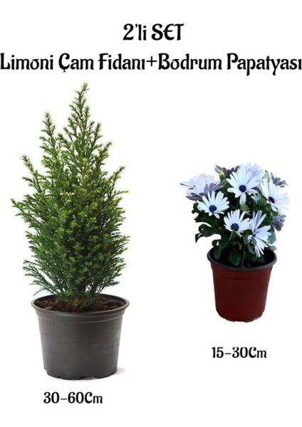 Limoni Çam Ağacı Fidanı+Beyaz Bodrum Papatyası 2'li Bahçe Peyzaj Seti