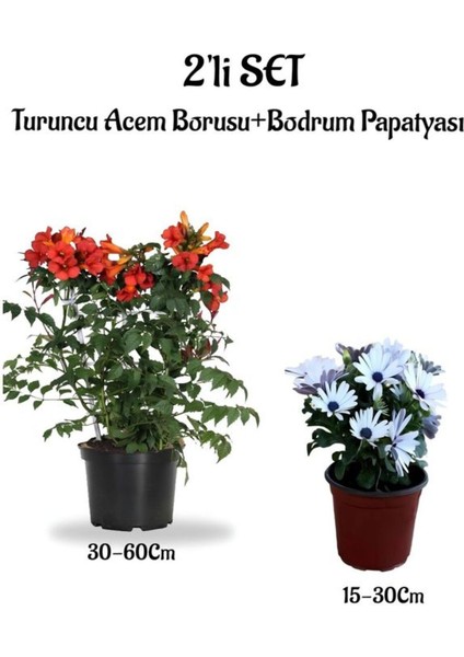 Turuncu Renk Acem Borusu/borazan+Beyaz Bodrum Papatyası 2'li Set Peyzaj Bitkileri