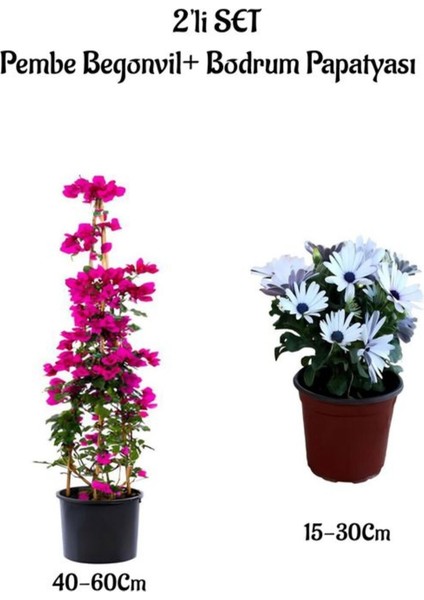 Pembe Renk Begonvil Fidanı+Beyaz Renk Bodrum Papatyası 2'li Set Peyzaj Bitkileri