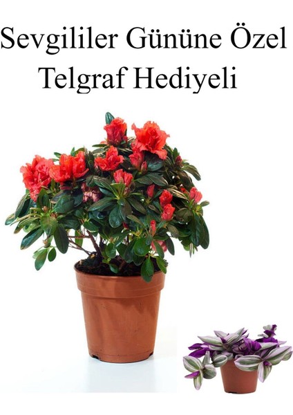 Kadınlar Gününe Özel Kırmızı Renk Açelya Çiçeği Telgraf Hediyeli
