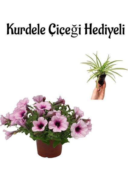 Sevgililer Gününe Özel Açık Pembe Askılı Petunya Çiçeği-Bitkisi Kurdele Çiçeği Hediyeli