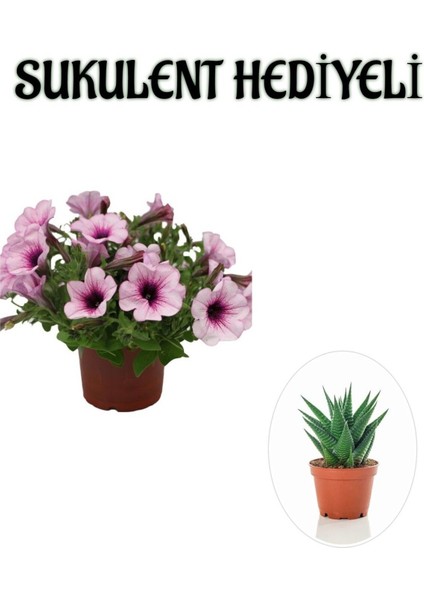 Sevgililer Gününe Özel Askılı Açık Pembe Petunya Çiçeği Sukulent Hediyeli