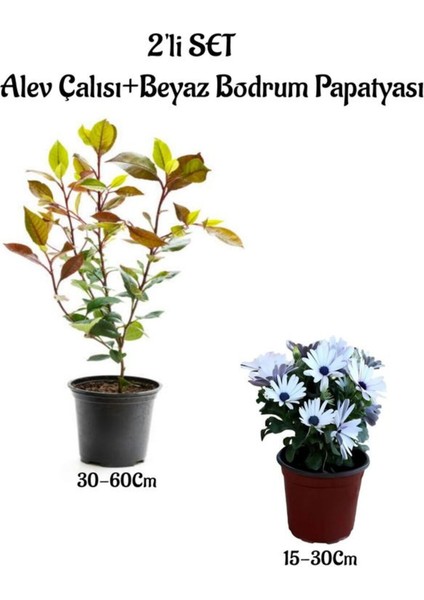 Alev Çalısı Fidanı+Beyaz Renk Bodrum Papatyası 2'li Bahçe Peyzaj Seti