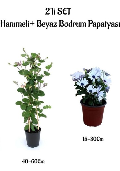 Mis Kokulu Hanımeli Çiçeği +Beyaz Bodrum Papatyası 2'li Bahçe Peyzaj Seti