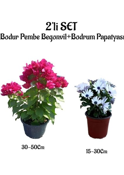 Bodur Pembe Renk Begonvil+Beyaz Bodrum Papatyası 2'li Peyzaj Seti