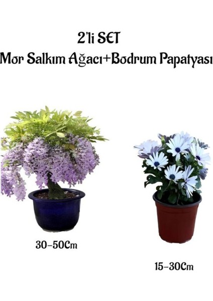 Mor Salkım Ağacı Fidanı+Beyaz Bodrum Papatyası 2'li Bahçe Peyzaj Seti