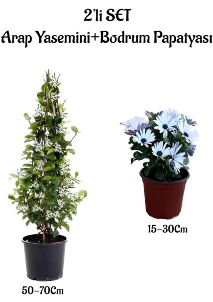 Hoş Kokulu Arap Yasemini +Beyaz Bodrum Papatyası 2'li Bahçe Peyzaj Seti