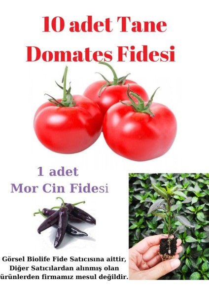 Oturak Tane Domates Fidesi Yerli Tohum 10 Adet, Mor Cin Biber Fidesi 1 Adet