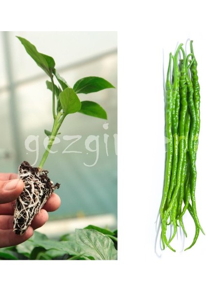 Hibrit Tatlı Kıl Biber Fidesi 10 Adet