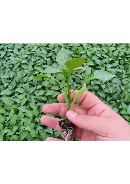 Çarliston Biber Fidesi 6 Adet Çarliston Biber Çitili Fidesi Bol Verimli modelleri