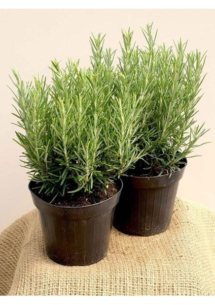 Serada Decor Plant 1 Adet Biberiye Fidanı Rosmarinus Officinalis