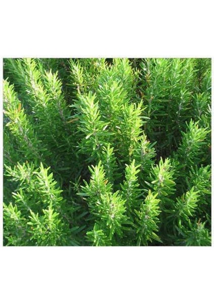 Serada Decor Plant 1 Adet Biberiye Fidanı Rosmarinus Officinalis fiyatları