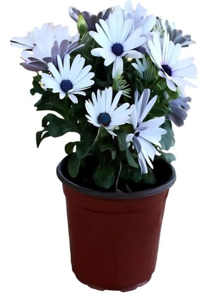 Beya Bodrum Papatyası(20-40 Cm) Kırmızı Petunya Çiçeği (5-15 Cm)