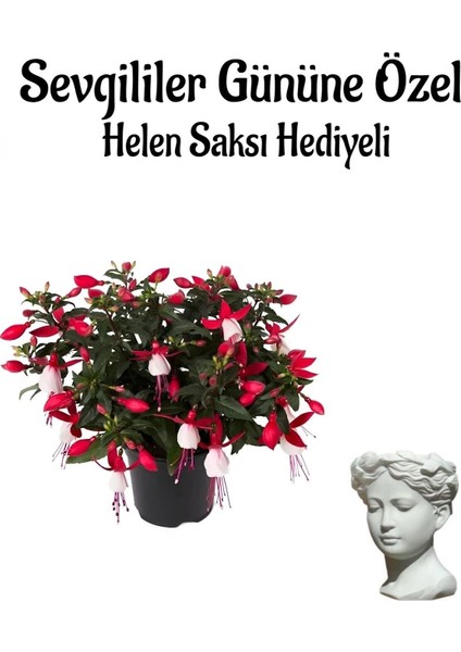 Kadınlar Gününe Özel Hediyelik Küpeli Çiçeği Helen Saksı Hediyeli