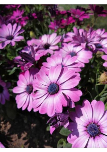 Videolu Mor 1 Adet Bodrum Papatyası Çiçeği Fidanı 30-60 cm Saksılı (Bodrum Daisy)