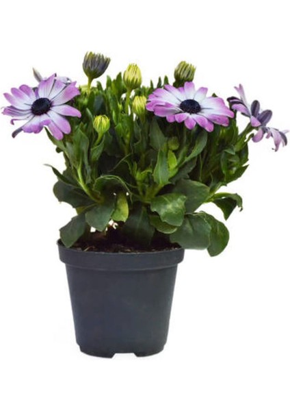 Videolu Mor 1 Adet Bodrum Papatyası Çiçeği Fidanı 30-60 cm Saksılı (Bodrum Daisy)