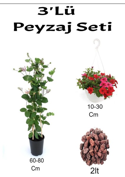 3'lü Peyzaj Seti Hanımeli Çiçeği Kırmızı Petunya Çiçeği Curf