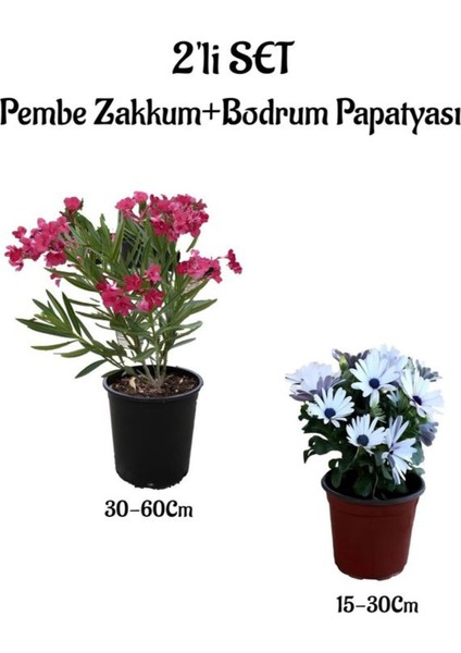 Pembe Renk Zakkum Fidanı+Beyaz Bodrum Papatyası 2'li Bahçe Peyzaj Seti