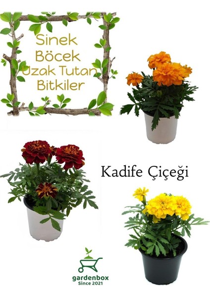 Sinek Böcek Kovucu Bitki Seti 3 Adet Farklı Renk Çıtır Kadife Çiçeği 10-15 cm