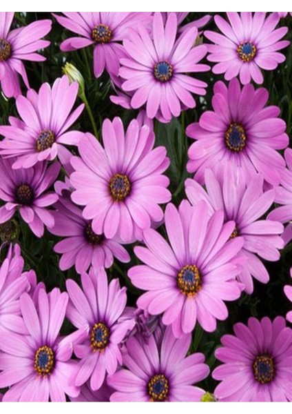 Videolu Lila Bodrum Papatyası 20-30CM Saksılı\tüplü (Bodrum Daisy)